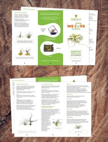 TILLANDSIA, OPLĄTWA X 6 SZT, NA START ! airplant na Arena.pl