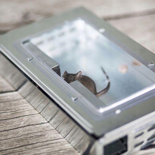 Pułapka Na Myszy Szczury Gryzonie Łapka Żywołapka Myszołapka Humanitarna na Arena.pl