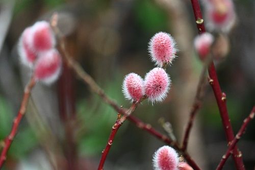Wierzba smukłoszyjkowa Mt Aso - Salix gracillistyla na Arena.pl
