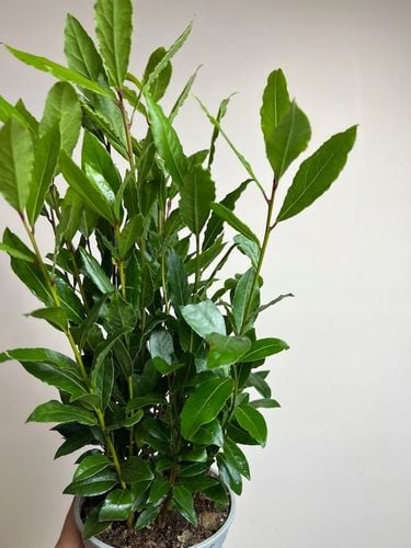 Liść laurowy przyprawa do kuchnii dodatek do zup na Arena.pl