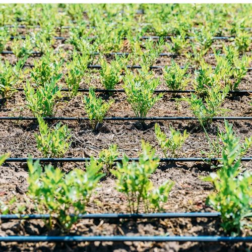 LINIA KROPLUJĄCA 100m+179EL NAWADNIANIE KROPELKOWE WĄŻ KROPELKUJĄCY SOLIDNY na Arena.pl