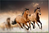 120CM 80CM OBRAZ ŚCIENNY STADO KONI