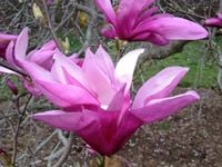 MAGNOLIA BETTY odporna na mróz - sadzonki 10 / 15 cm