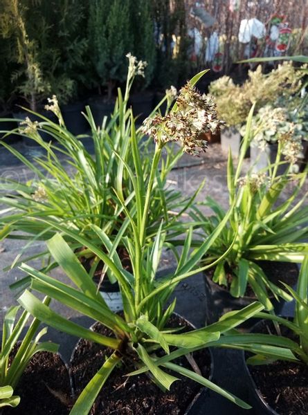 Kosmatka leśna zawsze zielona nad oczko wodne zdjęcie 3