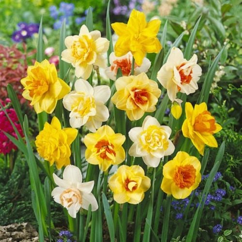 NARCYZ zestaw MIX BOTANICZNY cebulki 50 szt. + GRATIS na Arena.pl