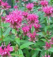 Pysznogłówka didyma Marshall`s Delight - Monarda didyma