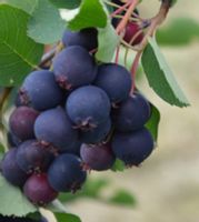 ŚWIDOŚLIWA OLCHOLISTNA Martin - sadzonki w don. !!