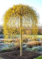 OCZAR WIRGINIJSKI ŻÓŁTY NA PNIU ŻÓŁTA IKONA JESIENNEJ MAGII