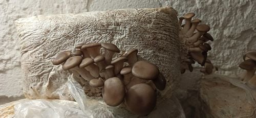 BOCZNIAK BOCZNIAKI BALOT uprawa w DOMU grzybnia na Arena.pl