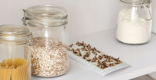 10X SILNY WABIĄCY LEP NA MOLE SPOŻYWCZE MKLIKI MĄCZNE FEROMONOWA na Arena.pl