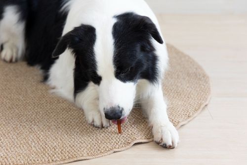 Miękki filet z kurczaka dla psa - przysmak pałeczki z kurczaka 500g SNAPPY na Arena.pl