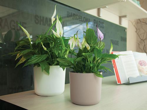 Osłonka Aruba 13 marsala na Arena.pl