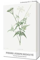 Obraz 30x50cm Design Rotted Chervil, Redoute Vintage do Salonu