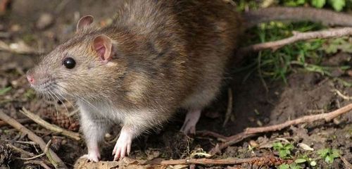 TOXAN PŁYN 1L MOCNA TRUTKA MYSZY SZCZURY BROMADIOLON SILNA TRUCIZNA na Arena.pl