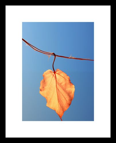 Plakat 13x18cm Ostatni Liść na Arena.pl