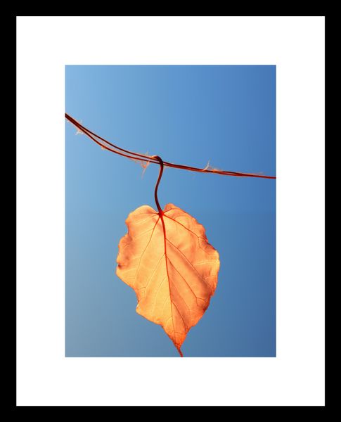 Plakat 13x18cm Ostatni Liść zdjęcie 3