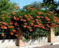 MILIN AMERYKAŃSKI - sadzonki w doniczkach