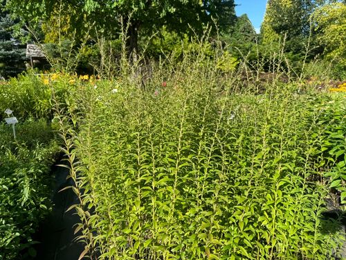 Nawłoć pomarszczona 'Fireworks' (Solidago rugosa) Doniczka 2.0L na Arena.pl