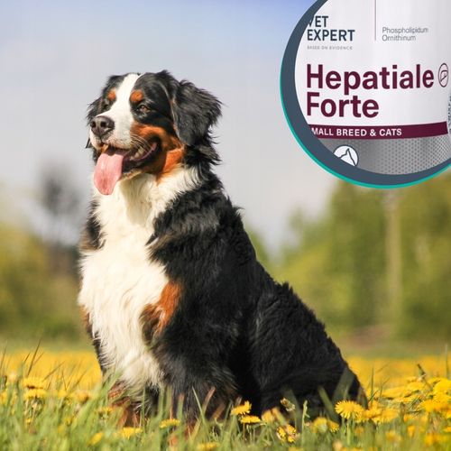 Suplement dla psów kotów wsparcie wątroby Vet Expert Vet Hepatiale 40 kaps na Arena.pl