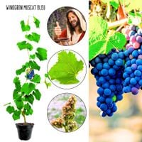 Winogron Muscat Bleu odporna na choroby KRZEW 60-90 cm