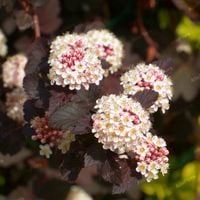 Pęcherznica kalinolistna 'Little Joker' (Physocarpus opulifolius) 2.0L