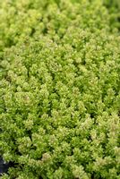 Rozchodnik ostry Yellow Queen na skalniak murek