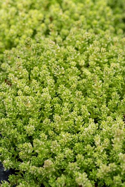 Rozchodnik ostry Yellow Queen na skalniak murek zdjęcie 1