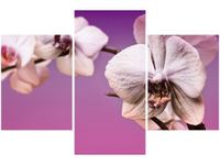 product-compare-58646250