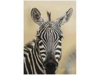 50X70CM ZEBRA OBRAZ PION ŚCIAN