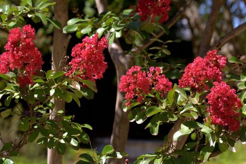 Lagerstroemia czerwona Red Imperator 20-40cm P9 na Arena.pl