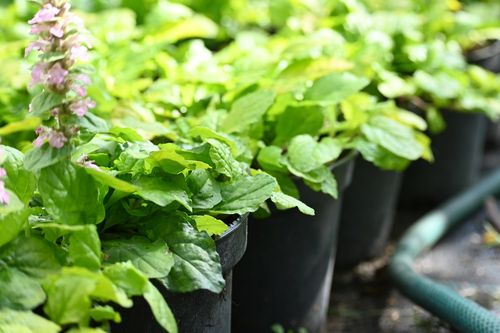 Dąbrówka rozłogowa Gold Chang - Ajuga reptans na Arena.pl