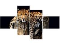 OBRAZ DZIKI KOT LAMPART