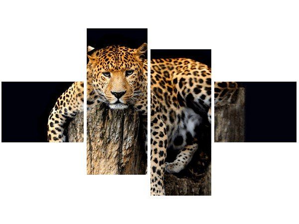 Obraz Dziki kot lampart zdjęcie 1