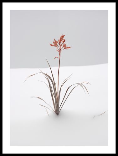 Plakat 39,5x55cm Subtelność Natury na Arena.pl