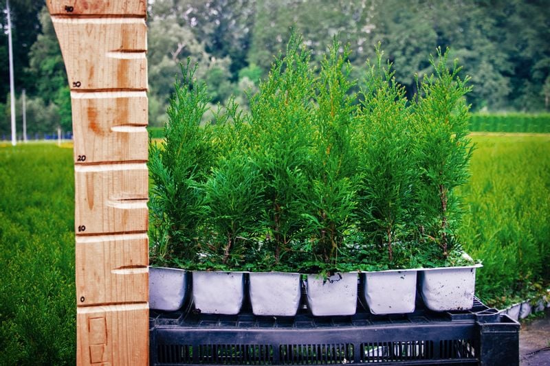 Tuja SZMARAGD 20-40cm Najlepsza Sadzonka Na Żywopłot Drzewko zdjęcie 2