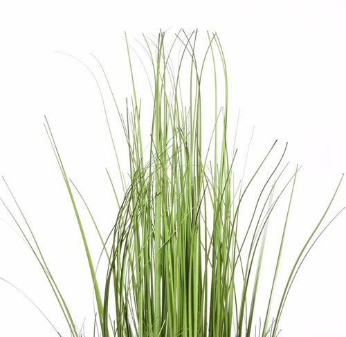 TRAWA W DONICZCE z-18 na Arena.pl