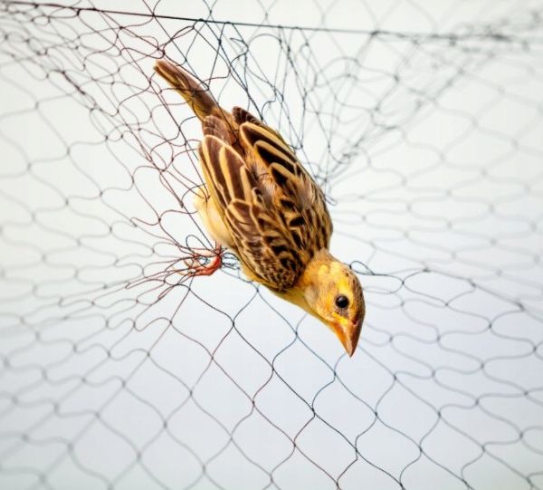 MOCNA SIATKA przeciw PTAKOM na BALKON na Drzewka Wolierę 7,5 x 7,5 m zdjęcie 12