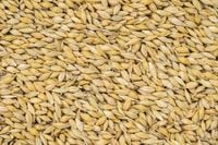 Karma Jęczmień pasza całe ziarno karma dla kur gołębi koni cieląt 25 kg