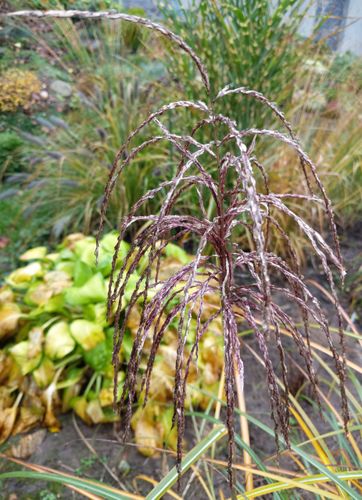 Miskant chiński 'Huron Sunrise' Miscanthus sinnesis na Arena.pl