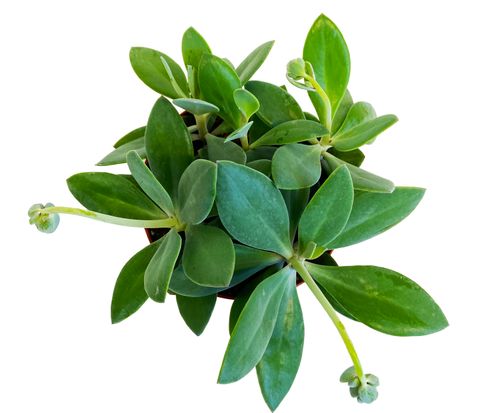 Senecio Starzec 15cm na Arena.pl