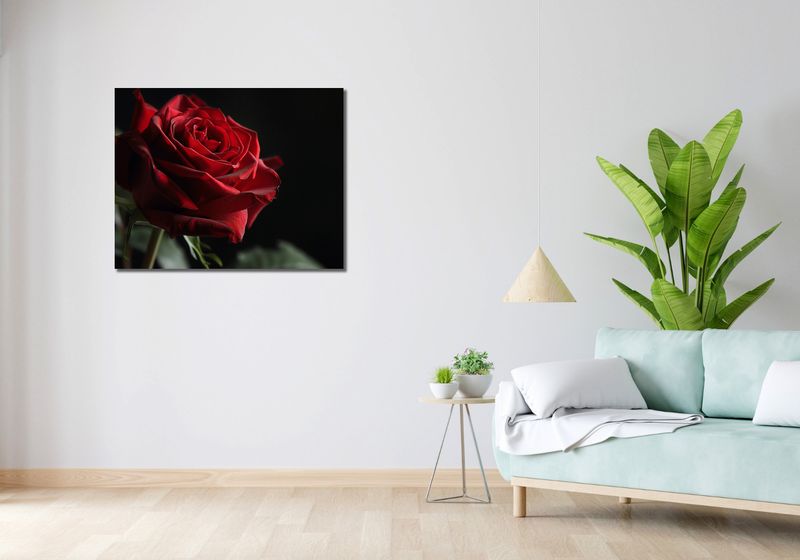 Obraz 90x70cm Róża w Półcieniu zdjęcie 2