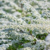Tawuła szara 'Grefsheim' (Spiraea cinerea) Doniczka 2.0L