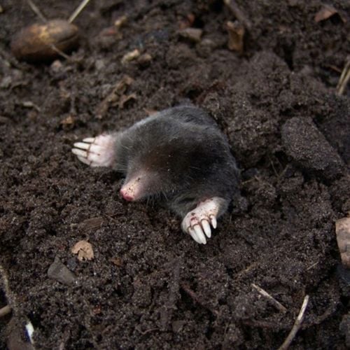 bros - sonic - odstrasza krety na Arena.pl