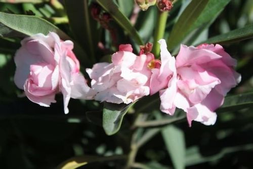 Oleander różowy PA 80-100cm 3L na Arena.pl
