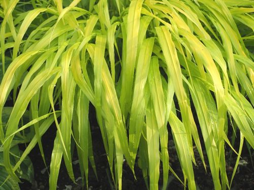 Hakonechloa smukła 'All Gold' (Hakonechloa macra) Doniczka 1.0L na Arena.pl