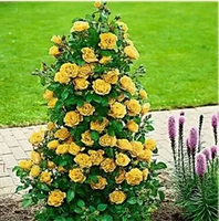 RÓŻA pnąca odporna na mróz  żółta - sadzonki 20 / 30 cm