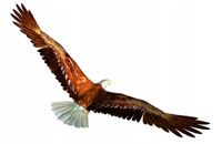 NAKLEJKA ptak ptaki orzeł gołąb naklejki 70 cm HIT