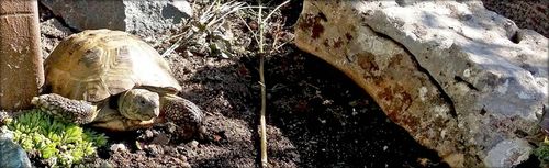 Podłoże dla żółwia greckiego stepowego lądowego Testudo Soil Baby 10 L na Arena.pl