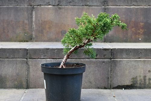Jałowiec chiński Shimpaku - Juniperus chinensis 0036 na Arena.pl