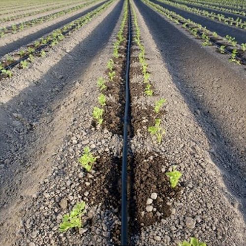 LINIA KROPLUJĄCA XXL 100m + 100el NAWODNIENIE KROPELKOWE WĄŻ KROPELKUJĄCY na Arena.pl